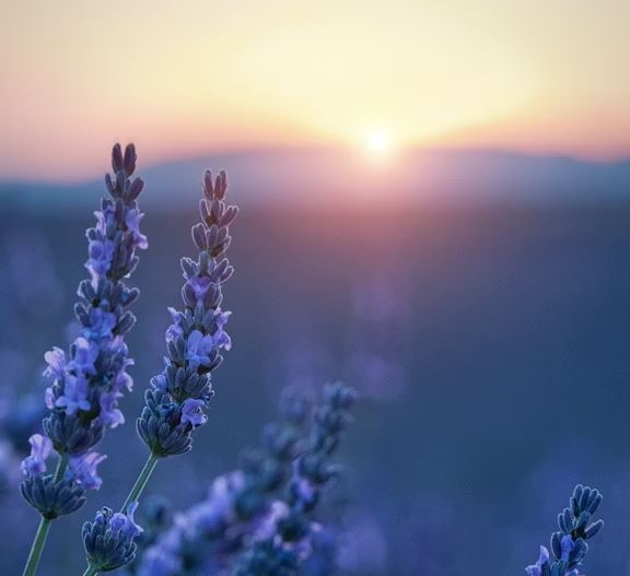 그대, 이 보랏빛 환희를 영원히 - 남프랑스 라벤더로드