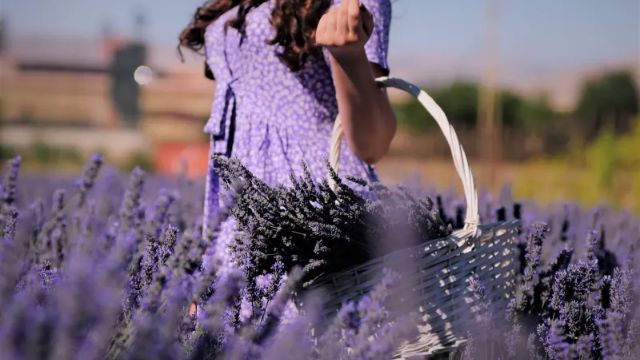 [2026 GRAND OPEN] 남프랑스 라벤더로드 8일