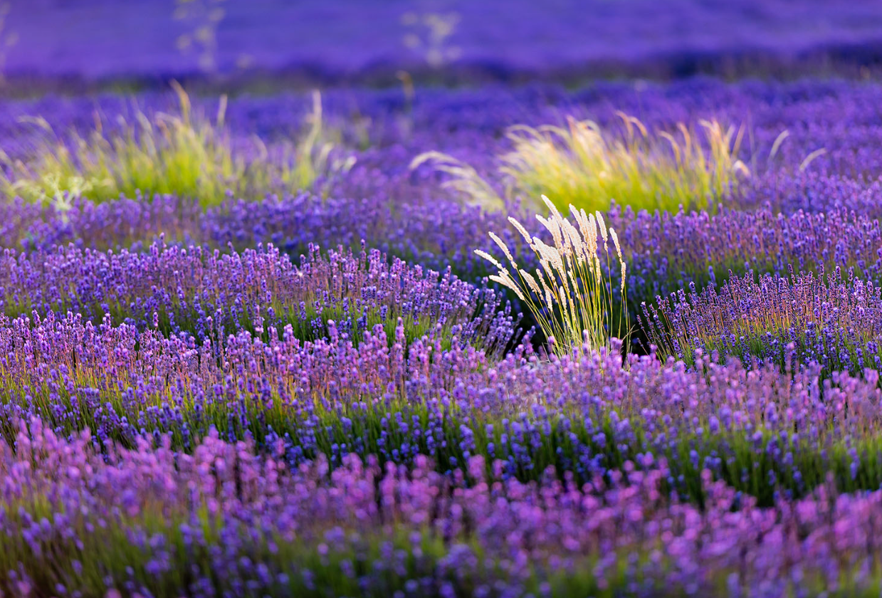 50대 여고동창들과 떠난 라벤더로드 여행♡